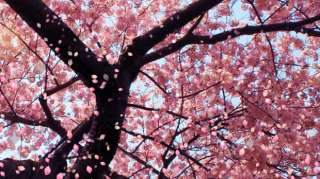 MAIKO SKIN CREAM (Cherry Blossom): Kyoto Bath & Body !!  