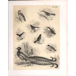  8 Birds 1878 Jasper Sparrow Hawk Thrush Mocking Bird