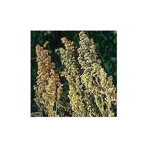  Organic Dave (Four O Seven) Quinoa   100 Seeds Patio 