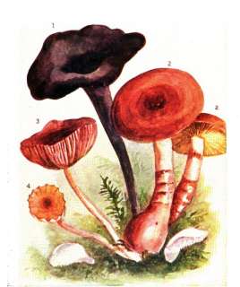   MUSHROOMS HUNTING grow edible fungus poisonous FIELD IDENTIFICATION