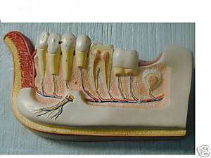 Mouth model 3 dimension teaching tool Dental Emporium  