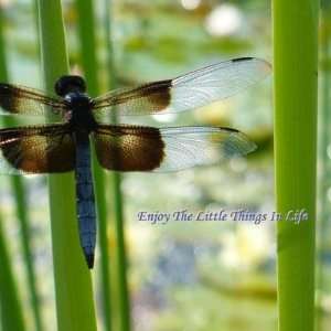  Blue Dragonfly Magnet