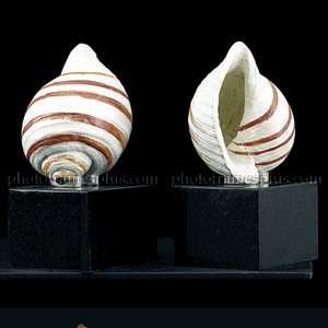    Beautiful Sea Shell Finished Metal Bookends