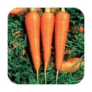  Carrot Danvers 126 Great Heirloom Vegetable 4,000 Seeds 