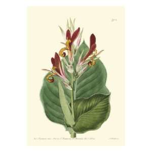  Antique Canna II Premium Giclee Poster Print by Van Houtt 