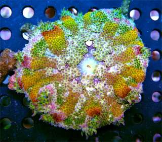 Rainbow Orange Mini Carpet Anemone Live Coral WYSIWYG  