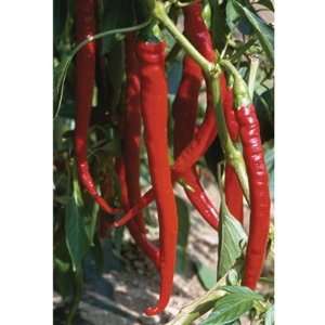   Pepper Joes Long Cayenne (Capsicum annuum) 30 Seeds per Packet: Patio