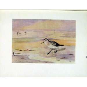 Little Stint Color Bird Art Old Print Antique C1924: Home 