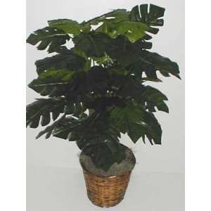 Double Potted Split Leaf Philodendron 
