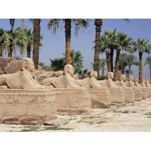 Avenue of Sphinxes, Luxor Temple, Luxor, Thebes, Unesco World Heritage 