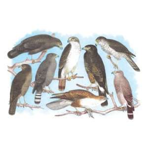   and Harris Buzzards, and Chicken Hawk 20x30 Canvas