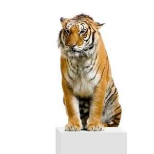  Tigre Assis Sur Son Socle   Peel and Stick Wall Decal by 