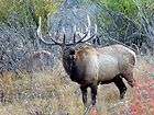 wyoming rocky mountain elk 5 day guided hunt package exclusive