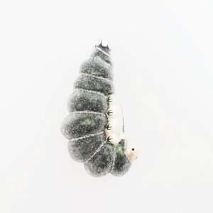   Smith Traditions Midnight Clear Glass Worm Ornament: Everything Else