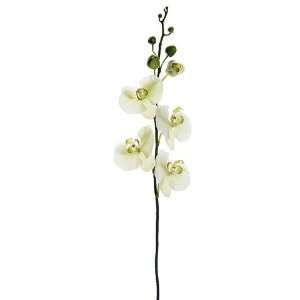  36 Phalaenopsis Orchid Stem Cream Green (Pack of 12)
