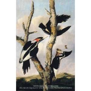  Ivory billed Woodpeckers