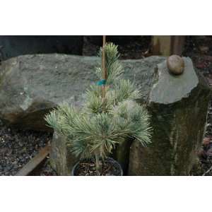   White Pine   Dwarf Conifer   Pot Size #1 Gal. Patio, Lawn & Garden