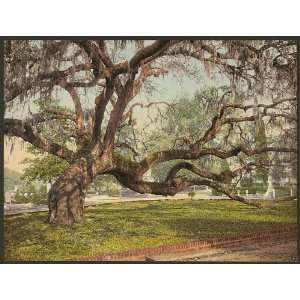 Live oak,trees,Magnolia Cemetery,Charleston,SC,c1900 