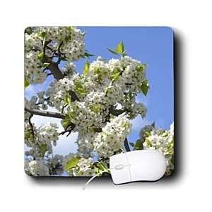   White Flowering Tree  Flowers  Photography   Mouse Pads Electronics