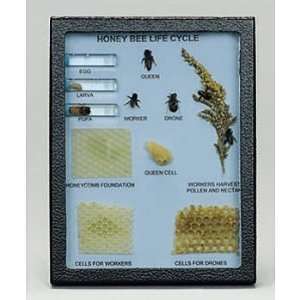 Honey Bee Life Cycle Biorama(tm):  Industrial & Scientific