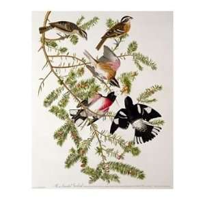  Rose Breasted Grosbeak from Birds of America Art Giclee 
