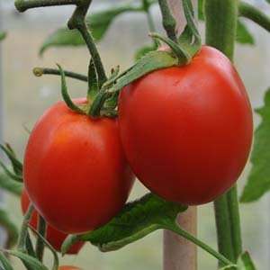  Davids Red Organic Heirloom Salad Tomato Debarao 30 Seeds 