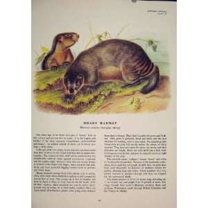  Hoary Marmot Rat Rats Rodent Color Antique Print Art: Home 