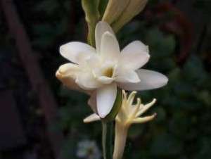10 HAWAIIAN WHITE TUBEROSE PLANTS ~ GROW HAWAII  