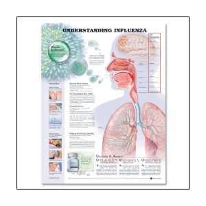  Understanding Influenza Anatomical Chart 20 X 26 