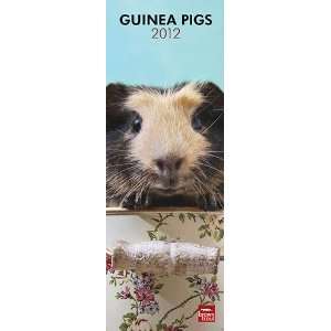  Guinea Pigs 2012 Slimline Wall Calendar