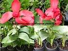 Canna Lily CLEOPATRA Red Yellow Plant Rhizome Bulb Corm Live Plant 