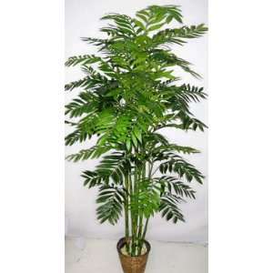  7 Asian Bamboo Palm Tree: Home & Kitchen