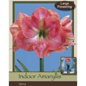  Vera Single Amaryllis Bulb Patio, Lawn & Garden