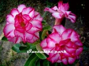 Adenium Obesum(Desert Rose) Triple Amazing plant New  