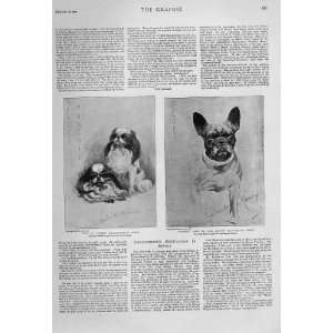  King & Queens Favourite Dogs Old Prints 1901