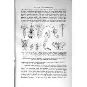    NATURAL HISTORY 1896 MOUTH ORGANS INSECTS HONEY BEE
