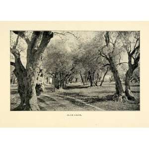  1901 Print Olive Grove Trees Road Jerusalem Israel Middle 
