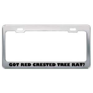 com Got Red Crested Tree Rat? Animals Pets Metal License Plate Frame 