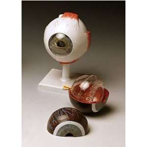 Human Eye Model  Industrial & Scientific