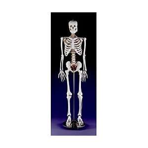 Life Size Human Skeleton:  Industrial & Scientific