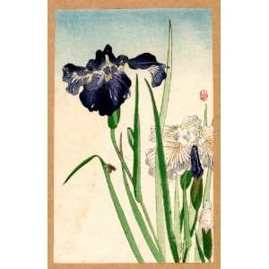   Japanese Print Hanashobu. TITLE TRANSLATION Irises