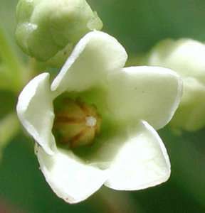 Apocynum cannabinum Dogbane Indian hemp 15 seeds  