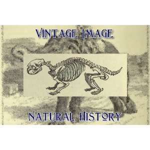   Keyring Key Ring Vintage Natural History Image Skeleton of a Porcupine