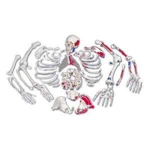  DIsarticulated Painted Full Skeleton with 3 Part Skull 