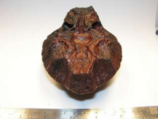 Dinosaur Fossil Stegoceras Skull Dome Rep ckpr38  