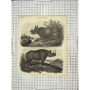    C1880 Antique Engraving Rhinocerous Two Horned