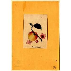  Japanese Print . Momo (peach)