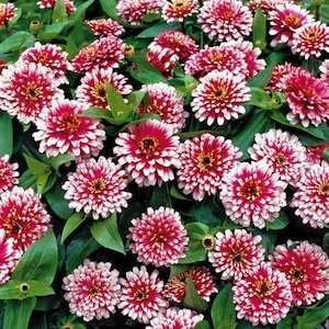  Cherry and Ivory Zinnia Seed Pack Patio, Lawn & Garden