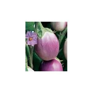  20 HEIRLOOM Rosa Bianca Eggplant Seeds 