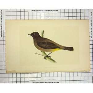    Morris 1851 Bird Ornithology Gold Vented Thrush
